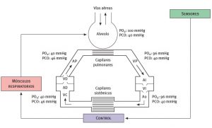 Presiones de los gases a distintos niveles y circuito de perfusión